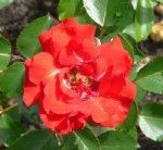 tom-pilibi-2-ogrod-botaniczny-warszawa-205.jpg