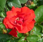tom-plilibi-ogrod-botaniczny-warszawa-204.jpg