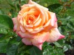 luis-de-funes-ogrod-botaniczny-warszawa-198.jpg