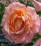 kalmar-ogrod-botaniczny-warszawa-207.jpg