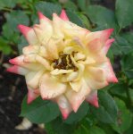 yellow-meillandina-ogrod-botaniczny-warszawa-209.jpg