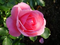 royal-bonica