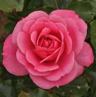 royal-bonica1