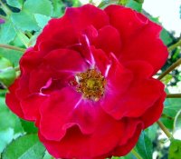 morden-cardinette