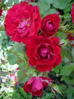 morden-cardinette1