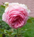 wlzertraum-ogrod-botaniczny-warszawa-224.jpg