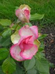 mariatheresia-ogrod-botaniczny-warszawa-227.jpg