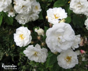 neige_d-avril_fdec