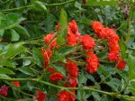 orange-sensation-ogrod-botaniczny-warszawa-230.jpg