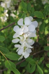 maj-2011-exochorta-szczegol