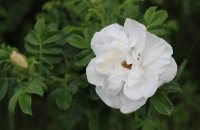 blanc-double-de-coubert-maj-2011