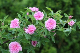 rosa-majalis-maj-2011