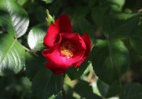 prickly-red-maj-2011-372