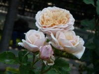 english-garden-galicja-2011-627a