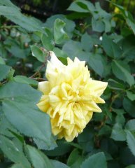 king-boreas-galicja-2011-616a