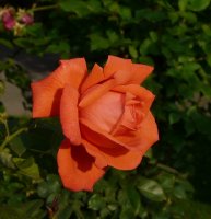 lady-rose-galicja-2011-593a