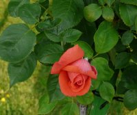 lady-rose-galicja-2011-594a
