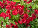 scarlet-maeidiland-powsin.jpg