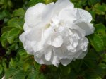 blanc-double-de-coubert-powsin.jpg