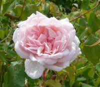 mme-alfred-cariere-powsin.jpg