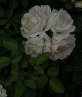 ballade-153