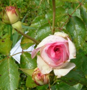 eden-rose-powsin-2.jpg