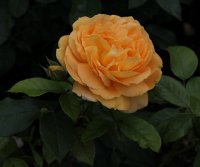 bernstein-rose-086