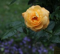 bernstein-rose-965