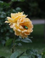bernstein-rose-966