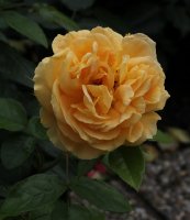 bernstein-rose087
