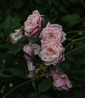 blossomtime
