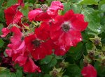 rote-max-graf-2-powsin.jpg