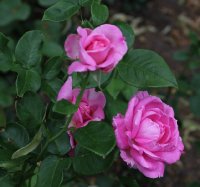 caprice-de-meilland-1052