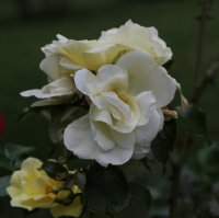 celina-947