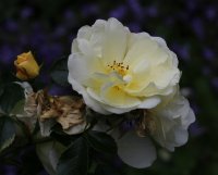 celina-948