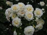 christiane-horbiger-147