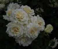 christiane-horbiger-148