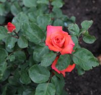 christophe-colomb-1528
