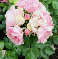 coppelia-165