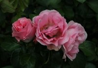coppelia-166
