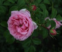 crescendo