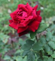 crimson-glory-1066