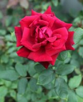 crimson-glory