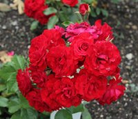 dalli-dalli-093