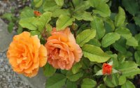 doris-tysterman-1388