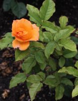 doris-tysterman-1389