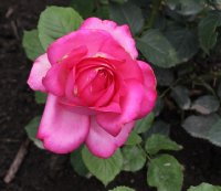 esmeralda-1420