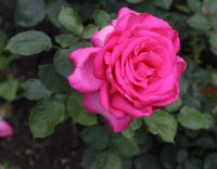 esmeralda-1421