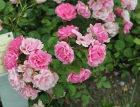 frau-astrid-spath-1110