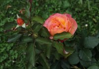 frederic-chopin-delbard-130